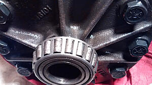 8.6 reared noise-kzjmt9c.jpg