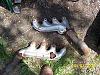 2001 LQ4 Stock Exhaust Manifolds-100_0577-copy.jpg