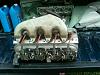 bosch 044 NIB, Zo6 243 heads, Dr x x-link NIB-243-heads-1.jpg