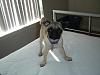 More puppy pics for my truck brethren.-turbo.jpg
