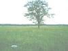 Buying my first house!-backyard.jpg