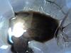 The first oil change.....-dsc01129.jpg