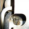 evap drain plugged?-2006-tahoe-evap-drain.jpg
