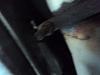 need tips for y pipe removal-dsc00653.jpg