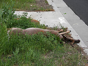 A Different Kind of Build-ne9tz3a.jpg