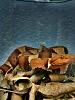HDR copperhead-hdr-%5B640x480%5D.jpg