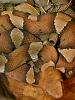 HDR copperhead-hdrcopperhead-%5B800x600%5D.jpg