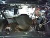 finally making progress 6.0 s10-empty-engine-bay.jpg