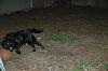 Arkansas Summer GTG!-smokey1.jpg