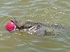 fish story-unknown-3-.jpg