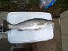caught some nice drums-speck.jpg