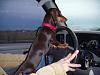 Lets see your dogs LOL-dscn0062.jpg