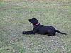 Lets see some dogs!!-100-0090_img.jpg