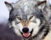 wolfy's Avatar
